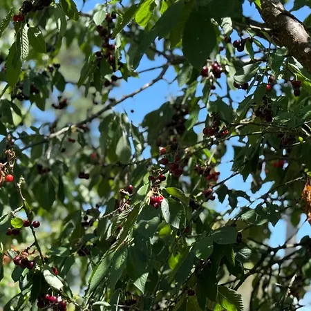 Eifellust Vakantiehuis